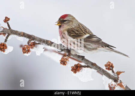 Gemeinsame Redpoll (Zuchtjahr Flammea) thront auf einem Ast in östlichen Ontario, Kanada. Stockfoto