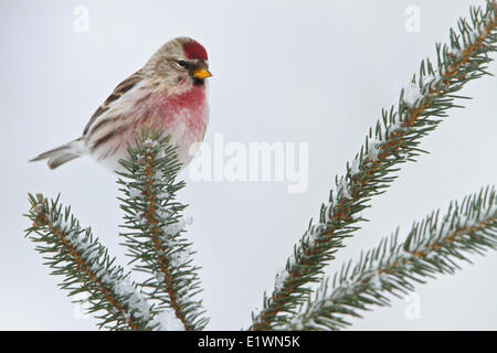 Gemeinsame Redpoll (Zuchtjahr Flammea) thront auf einem Ast in östlichen Ontario, Kanada. Stockfoto