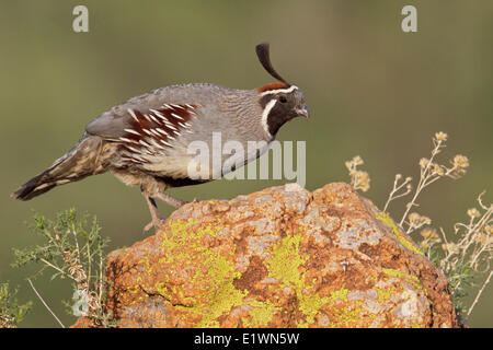 Die Gambels Wachteln (Art Gambelii) thront auf einem Felsen im südlichen Arizona, USA. Stockfoto