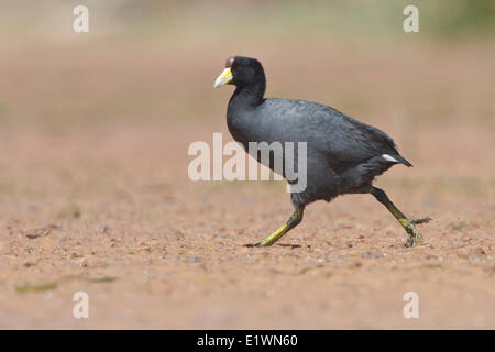 Riesige Blässhuhn (Fulica Gigantea) in einem Feuchtgebiet in Bolivien, Südamerika. Stockfoto