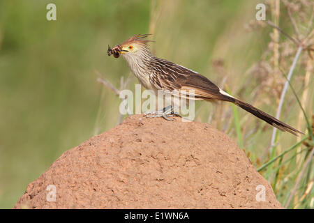 Guira Kuckuck (Guira Guira) thront auf dem Boden in Bolivien, Südamerika. Stockfoto