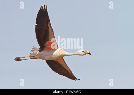 Jamess Flamingo (Phoenicopterus Jamesi) während des Fluges in Bolivien, Südamerika. Stockfoto