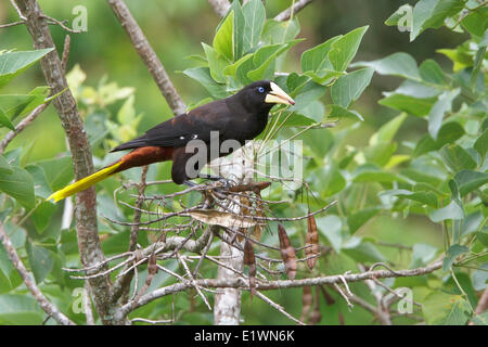 Crested Oropendola (Psarocolius Decumanus) thront auf einem Ast in Bolivien, Südamerika. Stockfoto