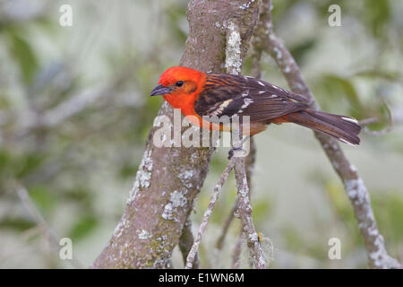 Flamme-farbige Voegel (Piranga Bidentata) thront auf einem Ast in Costa Rica, Zentralamerika. Stockfoto