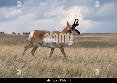 Wilde Pronghorn Antilope (Antilocapra Americana) männlichen Spaziergang durch hohe Prärie Gräser.  Custer State Park South Dakota, USA Stockfoto