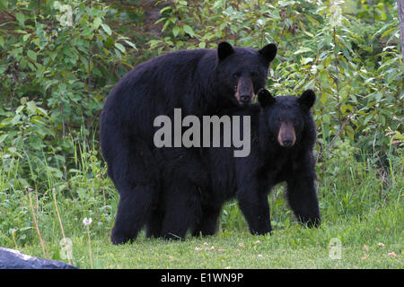 Wilde Schwarzbären (Ursus Americanus) Paarung.  Beachten Sie Holz Zecken auf ihre Ohren.  In der Nähe von Quetico Provincial Park, Ontario, Kanada Stockfoto