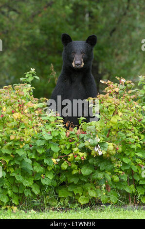 Wilde Schwarzbären (Ursus Americanus) in Himbeeren (Rubus SP.) stehen in der Nähe von Thunder Bay, Ontario, Kanada Stockfoto