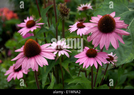 Lila Sonnenhut blühenden (Echinacea Angustifolia) im Garten, in der Nähe von Thunder Bay, Ontario, Kanada Stockfoto