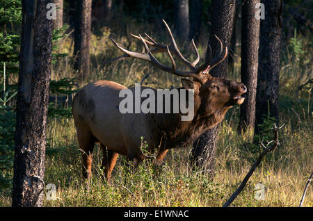 Stier Elche oder Wapiti (Cervus Canadensis) mit gebrochenen Geweih. Während Herbst Brunft hallten. Jasper Nationalpark, Alberta, Kanada Stockfoto