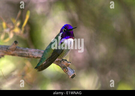 Costas Hummingbird, Männlich, thront auf Zweig. (Calypte besteht). Sonora Desert Museum. Tucson, Arizona, North America. Stockfoto