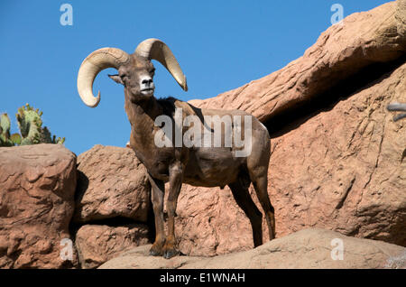 Wüste Bighorn Sheep, Ram, in Gefangenschaft, Sonora Desert Museum, Arizona. (Ovis Canadensis Nelsoni). Stockfoto