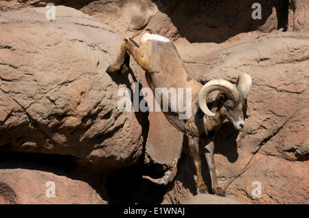 Wüste Bighorn Sheep, Ram, in Gefangenschaft, Sonora Desert Museum, Arizona. (Ovis Canadensis Nelsoni). Stockfoto
