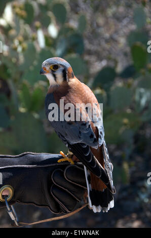 American Kestrel tragen jesses angebunden durch eine Dozentin an Arizona-Sonora Desert Museum. (Falco Sparverius). Nord in Arizona Stockfoto