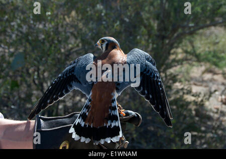 American Kestrel tragen jesses angebunden durch eine Dozentin an Arizona-Sonora Desert Museum. (Falco Sparverius). Nord in Arizona Stockfoto