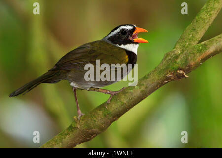 Orange-billed Sparrow (Arremon Aurantiirostris) thront auf einem Ast in Costa Rica, Zentralamerika. Stockfoto