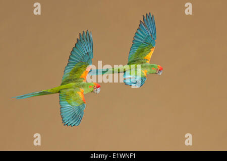 Rot-fronted Aras (Ara Rubrogenys) während des Fluges in Bolivien, Südamerika. Stockfoto