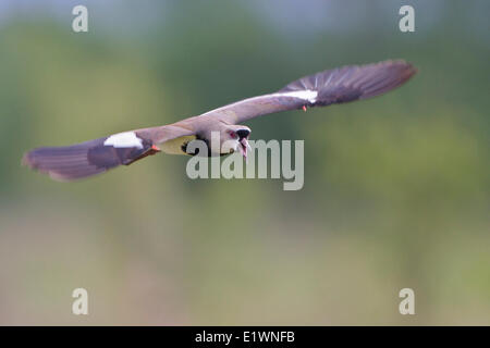 Südlichen Kiebitz (Vanellus Chilensis) während des Fluges in Bolivien, Südamerika. Stockfoto