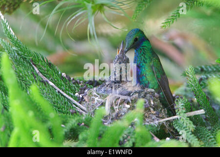 Funkelnde Violetear (Colibri Coruscans) in seinem Nest in Ecuador, Südamerika. Stockfoto