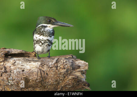 Grün-Eisvogel (Chloroceryle Americana) thront auf einem Ast in Costa Rica, Zentralamerika. Stockfoto