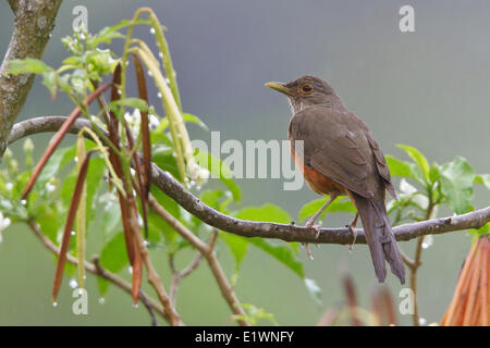 Rufous-bellied Drossel (Turdus Rufiventris) thront auf einem Ast in Bolivien, Südamerika. Stockfoto