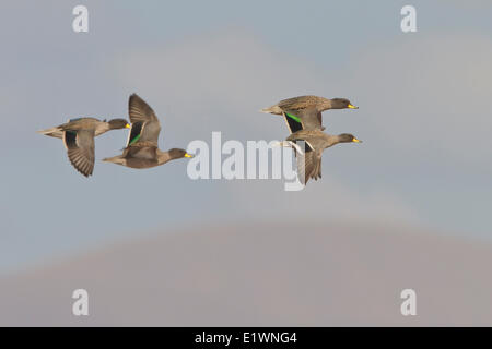 Gesprenkelte Krickente (Anas Flavirostris) während des Fluges in Bolivien, Südamerika. Stockfoto