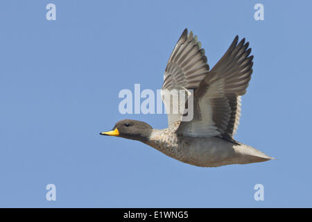 Gesprenkelte Krickente (Anas Flavirostris) während des Fluges in Bolivien, Südamerika. Stockfoto