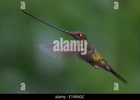 Schwert-billed Kolibri (Ensifera Ensifera) fliegen im östlichen Ecuador, Südamerika. Stockfoto