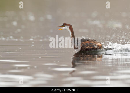 Titicaca flugunfähigen Grebe (Rollandia Microptera) im Titicaca-See in Bolivien, Südamerika. Stockfoto