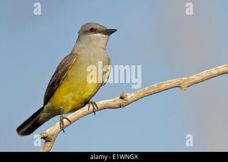 Western Kingbird (Tyrannus Verticalis) thront auf einem Ast in Süd-Arizona, USA. Stockfoto