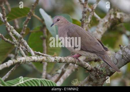 White-bestückte Taube (Leptotila Verreauxi) thront auf einem Ast in Bolivien, Südamerika. Stockfoto