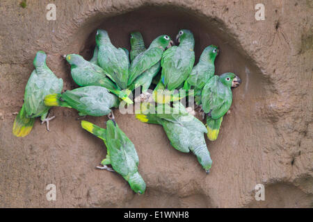 Gelb-Amazon (Amazona Ochrocephala) an eine Salzlecke in Ecuador, Südamerika gekrönt. Stockfoto