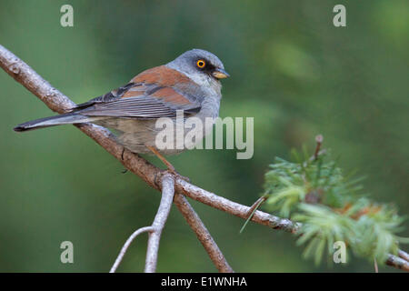 Gelbäugige Junco (Junco Phaeonotus) thront auf einem Ast in Süd-Arizona, USA. Stockfoto