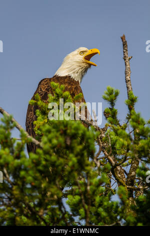 Weißkopf-Seeadler (Haliaeetus Leucocephalus) Perched auf der Spitze eines Baumes auf der Suche nach Nahrung Berufung. Cranbrook Region British Columbia Kanada Stockfoto