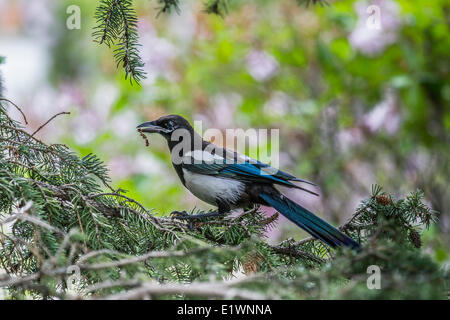 Schwarz-billed Magpie (Pica Hudsonia) sitzt im Baum, mit der Nahrung auf den Mund. Calgary, Alberta, Kanada Stockfoto