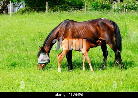 Ein zwei Wochen altes Fohlen Krankenschwestern ihre Mutter.  Das Fohlen ist 1/2 Standard und 1/2 Quarter Horse. Stockfoto