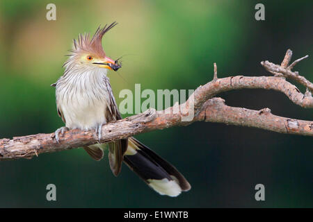 Guira Kuckuck (Guira Guira) thront auf einem Ast in Bolivien, Südamerika. Stockfoto