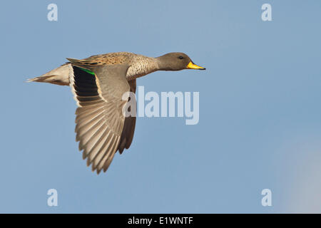 Gesprenkelte Krickente (Anas Flavirostris) während des Fluges in Bolivien, Südamerika. Stockfoto