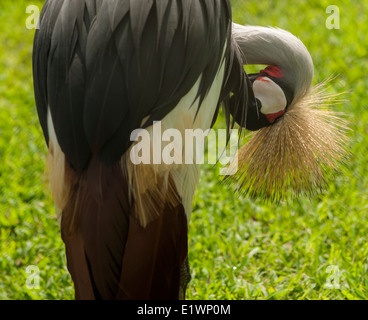 Eine afrikanische gekrönter Kran hat ein wenig Pflege. Stockfoto