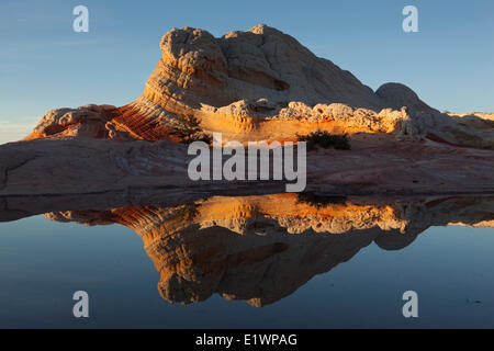 Sandstein spiegelt sich bei Sonnenuntergang am White Pocket, Paria Canyon - Vermillion Cliffs Wilderness, Arizona, Vereinigte Staaten Stockfoto