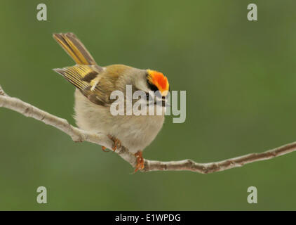 Eine männliche Golden-gekrönter Goldhähnchen Regulus Satrapa, thront auf einem Ast in Saskatoon, Saskatchewan, Kanada Stockfoto