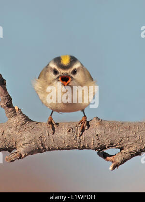 Eine weibliche Golden-gekrönter Goldhähnchen Regulus Satrapa, thront auf einem Ast, singen, in Saskatoon, Saskatchewan, Kanada Stockfoto