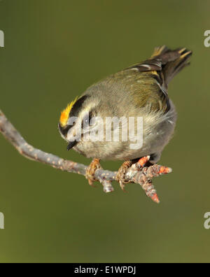 Eine männliche Golden-gekrönter Goldhähnchen Regulus Satrapa, thront auf einem Ast in Saskatoon, Saskatchewan, Kanada Stockfoto