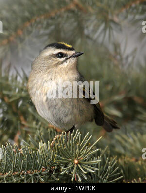 Eine weibliche Golden-gekrönter Goldhähnchen Regulus Satrapa, thront auf einem Ast in Saskatoon, Saskatchewan, Kanada Stockfoto