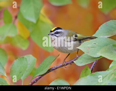 Golden-gekrönter Goldhähnchen Regulus Satrapa, thront auf einem Ast in Saskatoon, Saskatchewan, Kanada Stockfoto