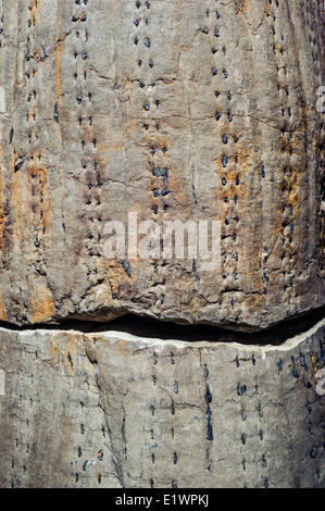 Fossile Lycopsid Baumstamm ausgesetzt die Kohle Alter Karbon Wälder durch die Bucht Fundy Gezeiten. Joggins Fossil Centre. Bucht Stockfoto