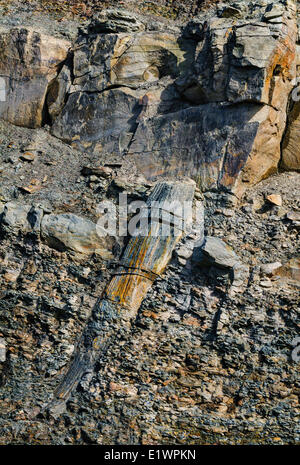 Fossile Lycopsid Baumstamm ausgesetzt die Kohle Alter Karbon Wälder durch die Bucht Fundy Gezeiten.  Joggins Fossil Cliffs Nova Stockfoto