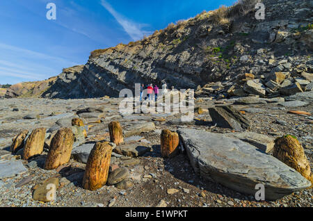 Reste von hölzernen Piers und Molen aus dem Kohle-Bergbau am Strand unter den Joggins Fossil Klippen gelegen. Bucht von F Stockfoto