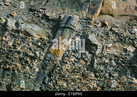 Fossile Lycopsid Baumstamm ausgesetzt die Kohle Alter Karbon Wälder durch die Bucht Fundy Gezeiten.  Joggins Fossil Cliffs Nova Stockfoto