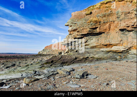 Joggins Fossil Cliffs wo Bucht Fundy Gezeiten aussetzen Fossilien der Kohle Alter Karbon Wälder aus 300 Millionen Jahren. Stockfoto