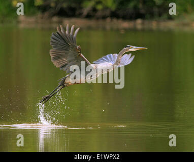 Graureiher am Start. Stockfoto